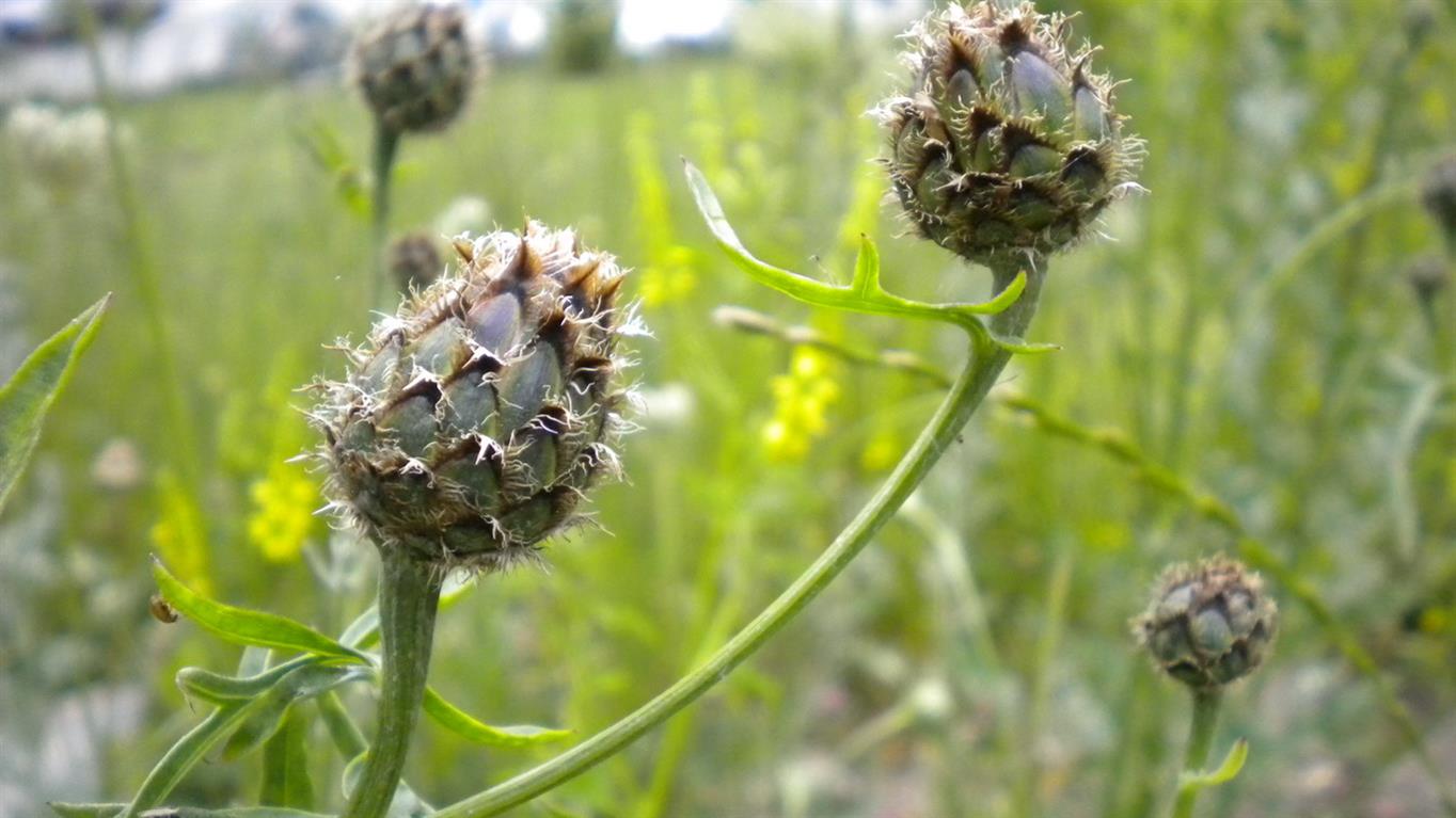 Centaurea scabiosa subsp. alpestris / Fiordaliso alpestre